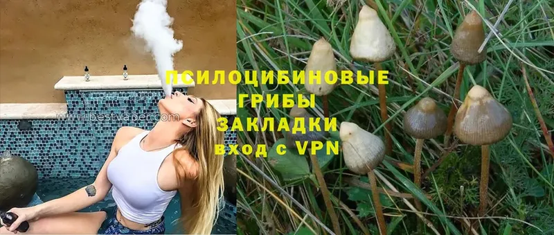 Псилоцибиновые грибы Cubensis  Катайск 